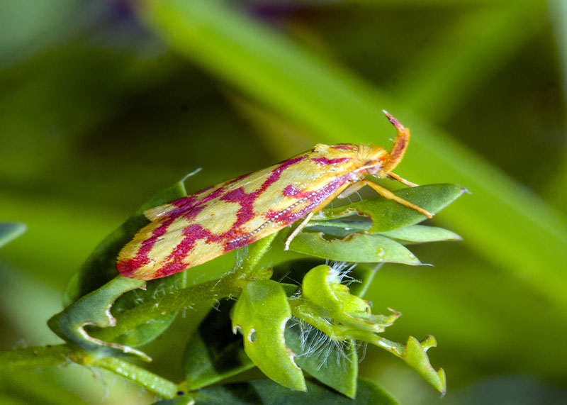 Hypercallia citrinalis, Elachistidae
